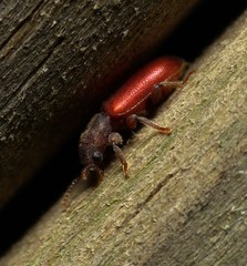 Zenodosus sanguineus