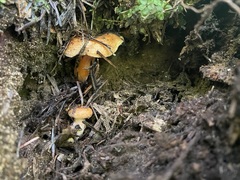 Lactarius aestivus