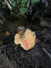 Lactarius aestivus