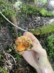 Lactarius aestivus