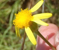 Senecio ruwenzoriensis