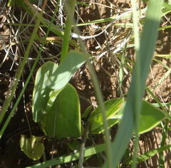 Senecio ruwenzoriensis