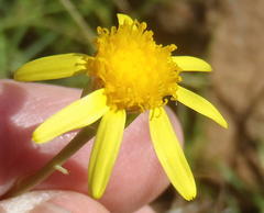 Senecio ruwenzoriensis