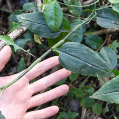 Aneilema aequinoctiale