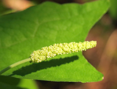 Achlys triphylla