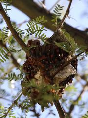 Belonogaster lateritia