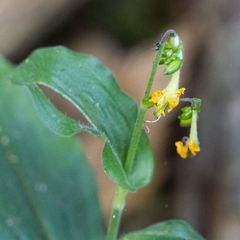 Aneilema aequinoctiale