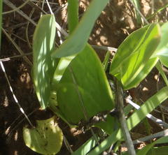 Senecio ruwenzoriensis