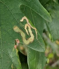 Cameraria tubiferella