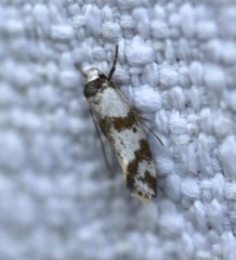 Isomoralla gephyrota