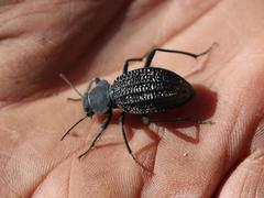 Somaticus aeneus