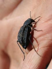 Somaticus aeneus