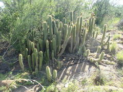 Trichocereus spachianus