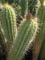 Trichocereus spachianus