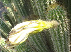 Trichocereus spachianus