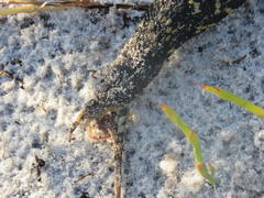 Hemachatus haemachatus