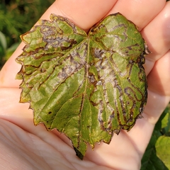 Phyllocnistis vitegenella complex