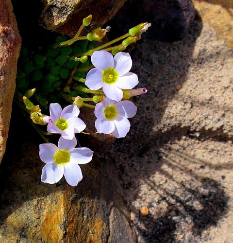 Oxalis fergusoniae (Oxalis fergusoniae)