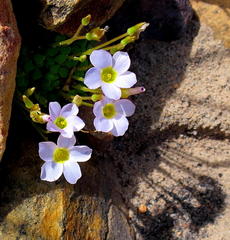 Oxalis fergusonae
