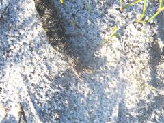 Hemachatus haemachatus