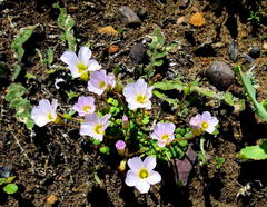 Oxalis fergusonae