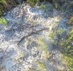 Hemachatus haemachatus