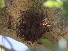 Belonogaster lateritia