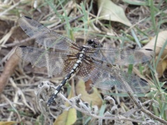 Dythemis fugax