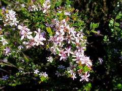 Agathosma ovata