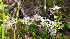Agathosma ovata