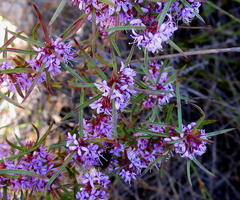 Agathosma pungens