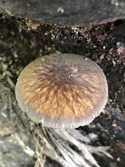 Pluteus granularis