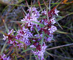 Agathosma pungens