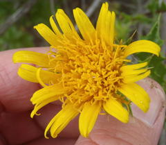 Berkheya spinosa