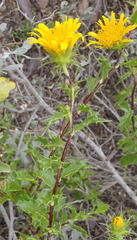 Berkheya spinosa
