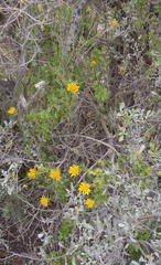 Berkheya spinosa
