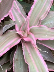 Cryptanthus