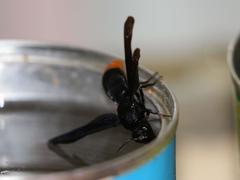 Synagris analis