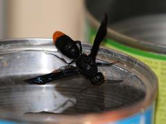 Synagris analis