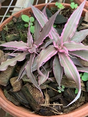Cryptanthus