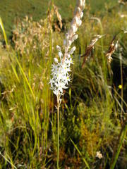 Bulbinella trinervis