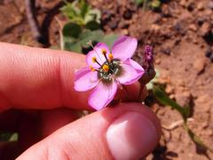 Drosera pauciflora