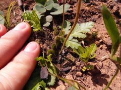 Drosera pauciflora