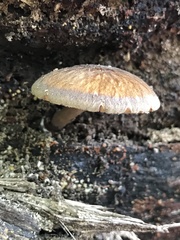 Pluteus granularis