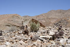 Euphorbia virosa virosa