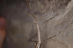 Bactrododema tiaratum