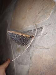 Bactrododema tiaratum