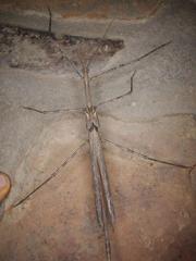 Bactrododema tiaratum