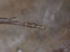 Bactrododema tiaratum