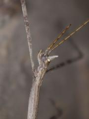 Bactrododema tiaratum